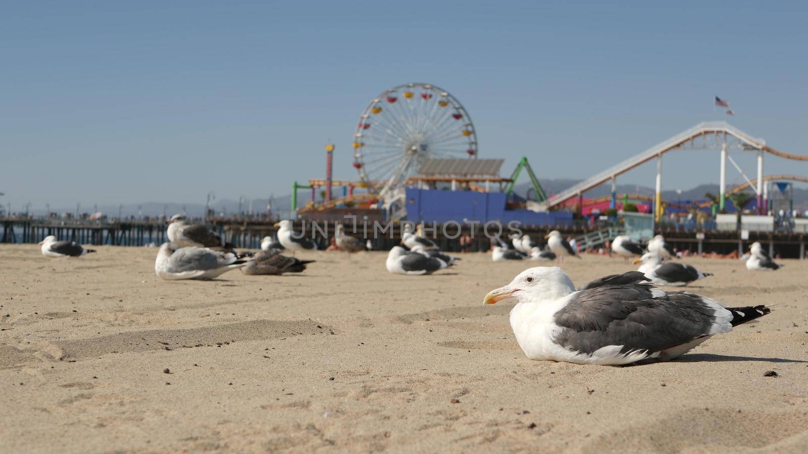 Sea gulls on sunny sandy california beach, classic ferris wheel in amusement park on pier in Santa Monica pacific ocean resort. Summertime iconic view, symbol of Los Angeles, CA USA. Travel concept.