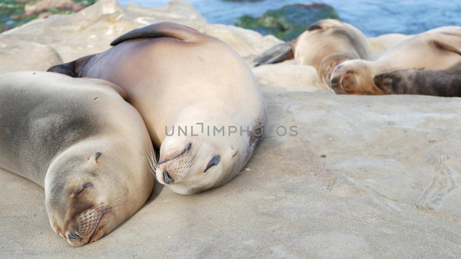 Cute baby cub, sweet sea lion pup and mother. Funny lazy seals, ocean beach wildlife, La Jolla, San Diego, California, USA. Funny awkward sleepy marine animal on pacific coast. Family love and care.