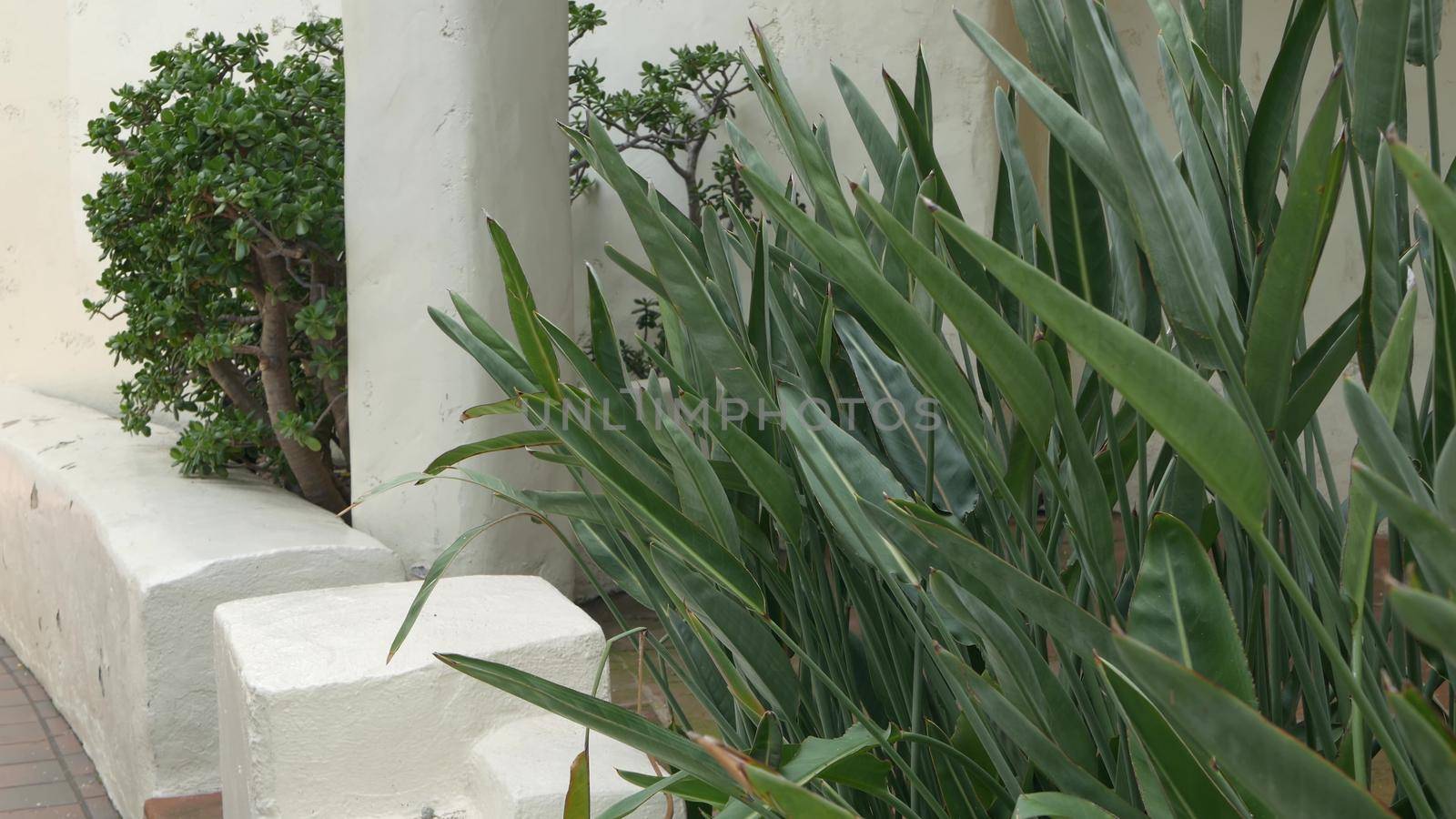 Mediterranean rustic building, empty side street. Green garden with natural greenery in spanish colonial style suburb. Evergreen succulent plants near white rural house. Mexican countryside aesthetic.