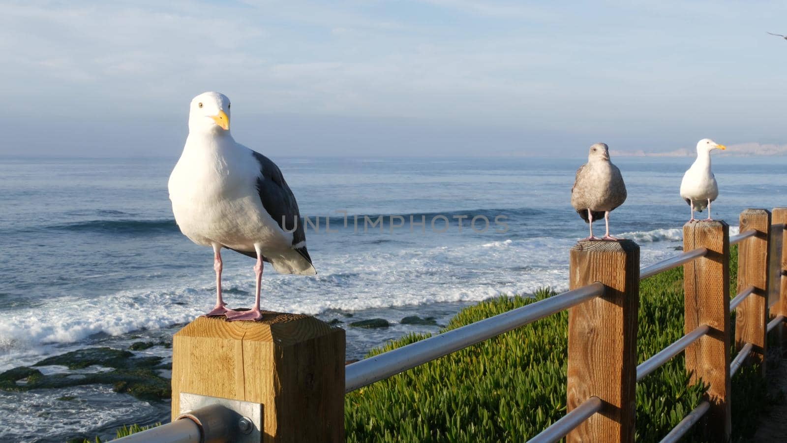 Funny sea gull birds on railings. Seagulls and green pigface sour fig succulent, pacific ocean splashing waves. Ice plant greenery on steep cliff. Vista point in La Jolla, San Diego, California USA by DogoraSun