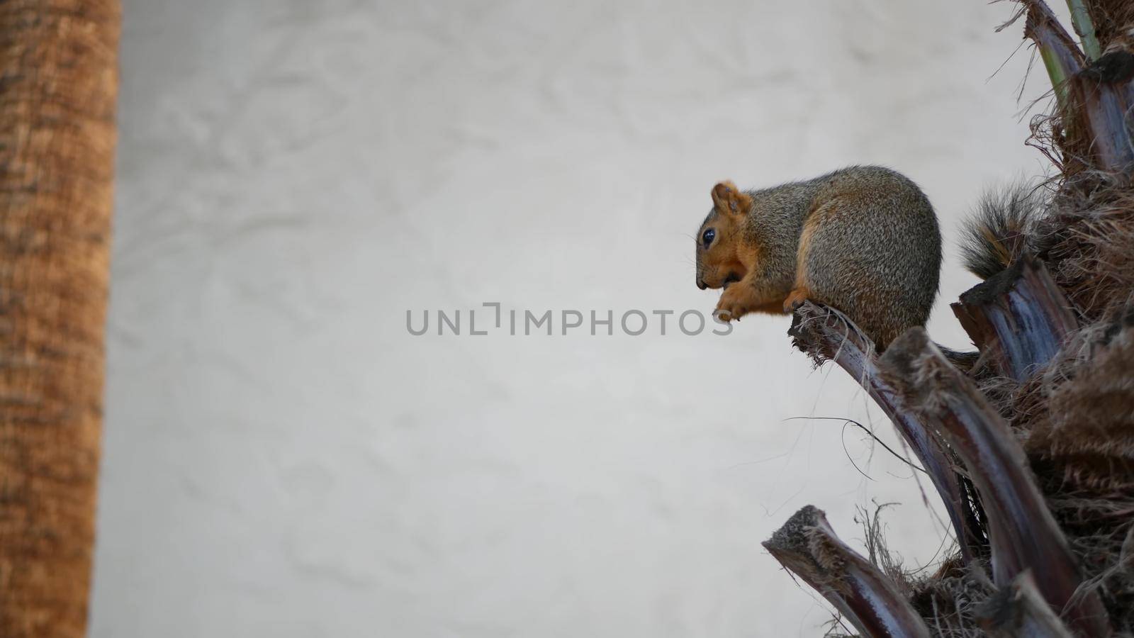 Beechey ground squirrel, common in California, Pacific coast, USA. Funny behavior of cute gray wild rodent. Small amusing animal in natural habitat. Pretty little endemic looking for food in America.
