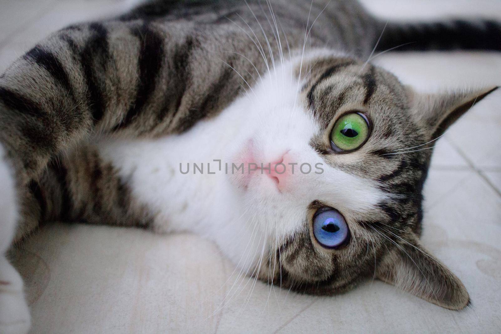 Domestic pet cat with bright multicolored blue and green eyes lies on floor posing
