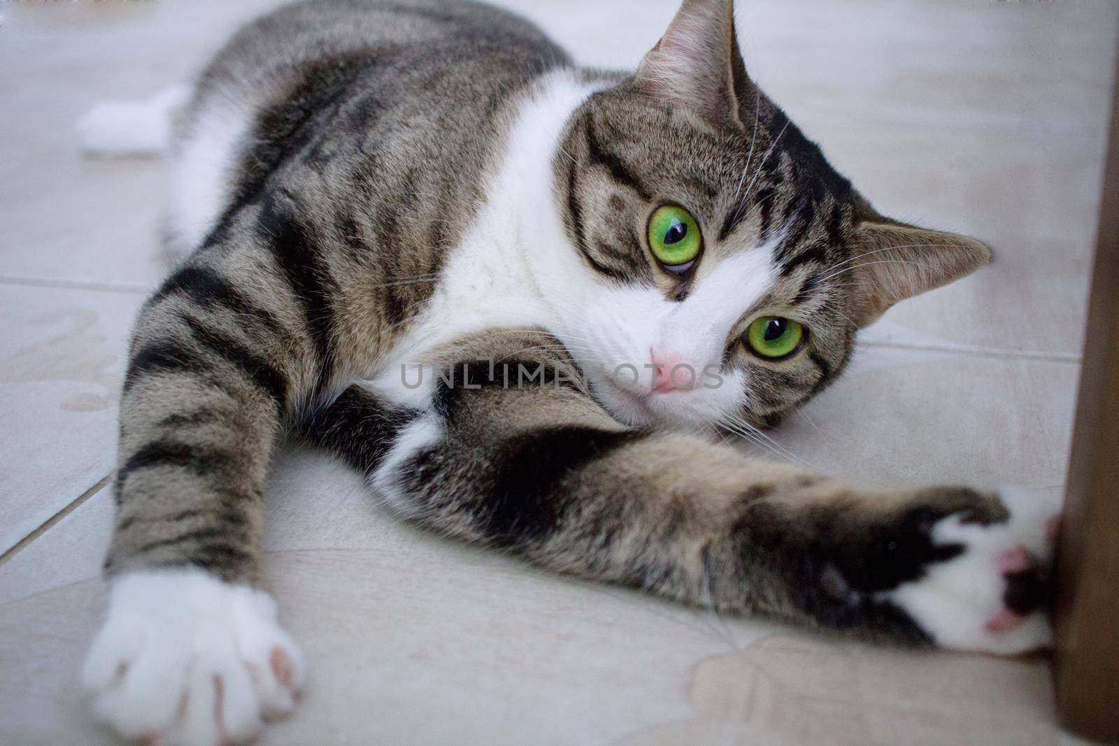 Close-up of domestic pet cat with bright green eyes lying on floor posing and playing