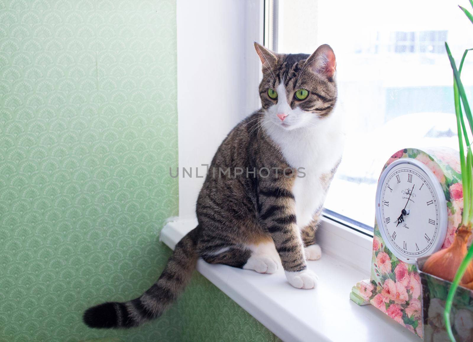 Domestic striped furry cat sits on windowsill near colorful clock by VeraVerano