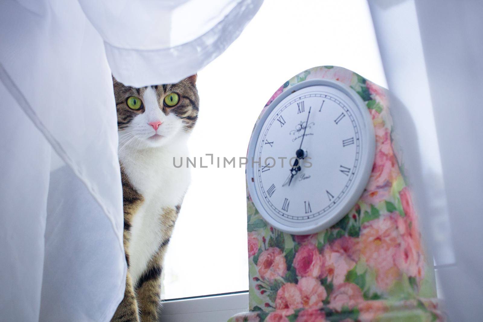 Domestic pet cat sits on windowsill covered with white curtain near colorful floral clock