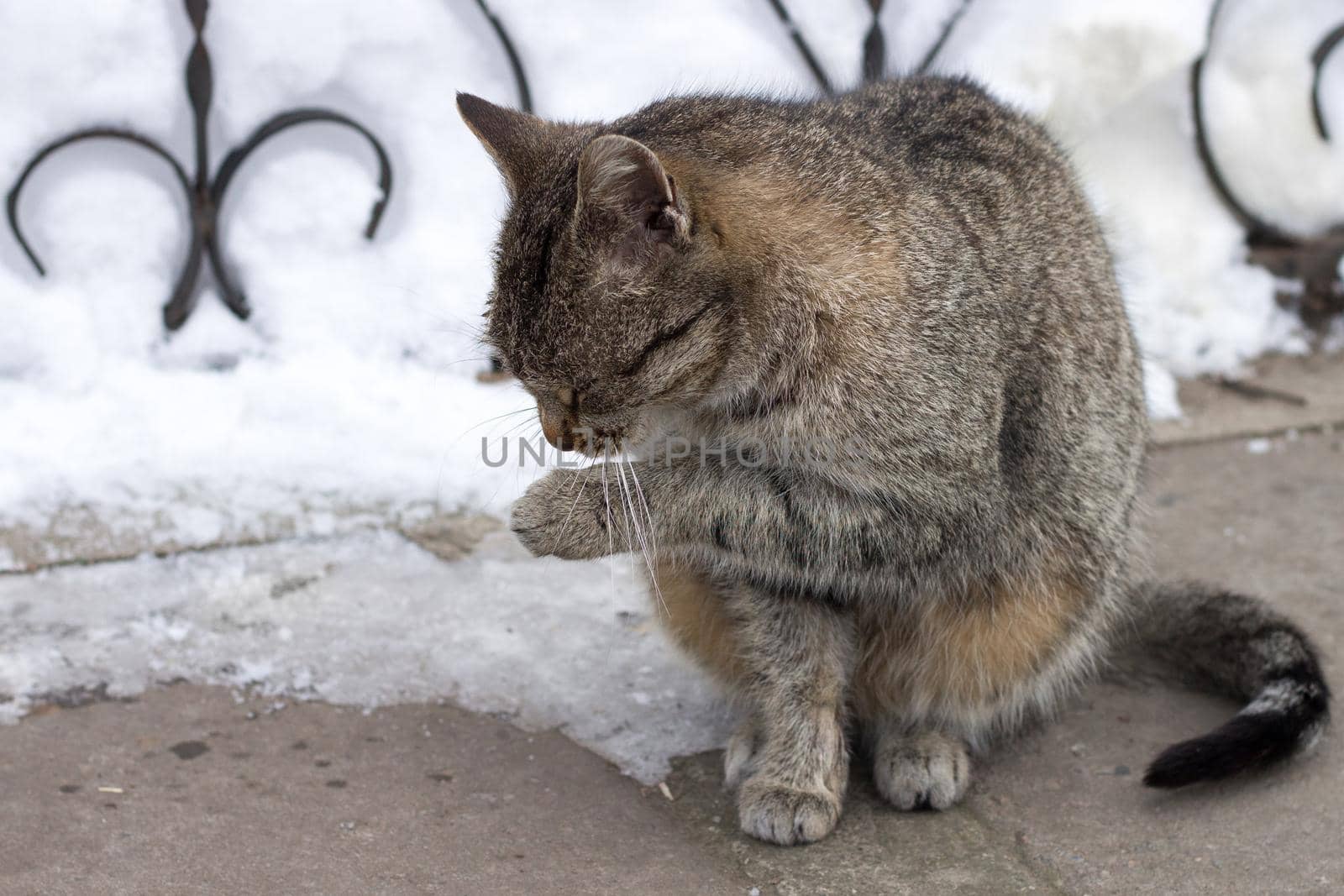 Close up of small gray striped furry cat sitting in cold winter yard