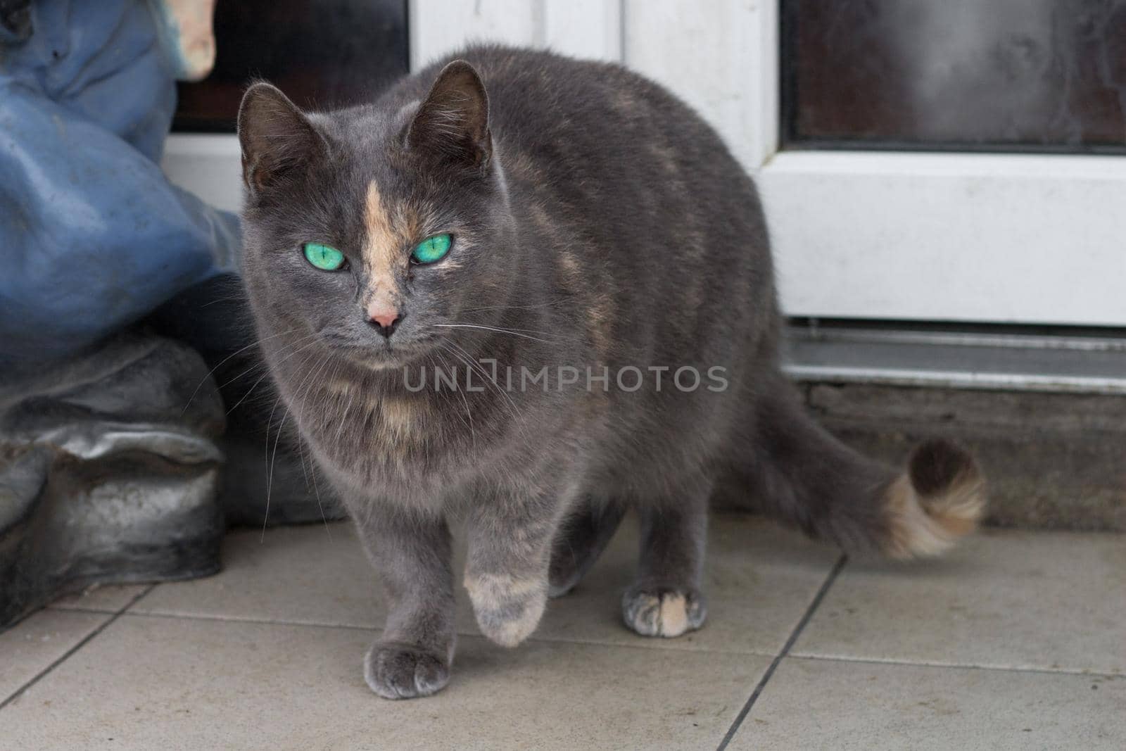 Close up of small gray striped furry cat with bright green eyes