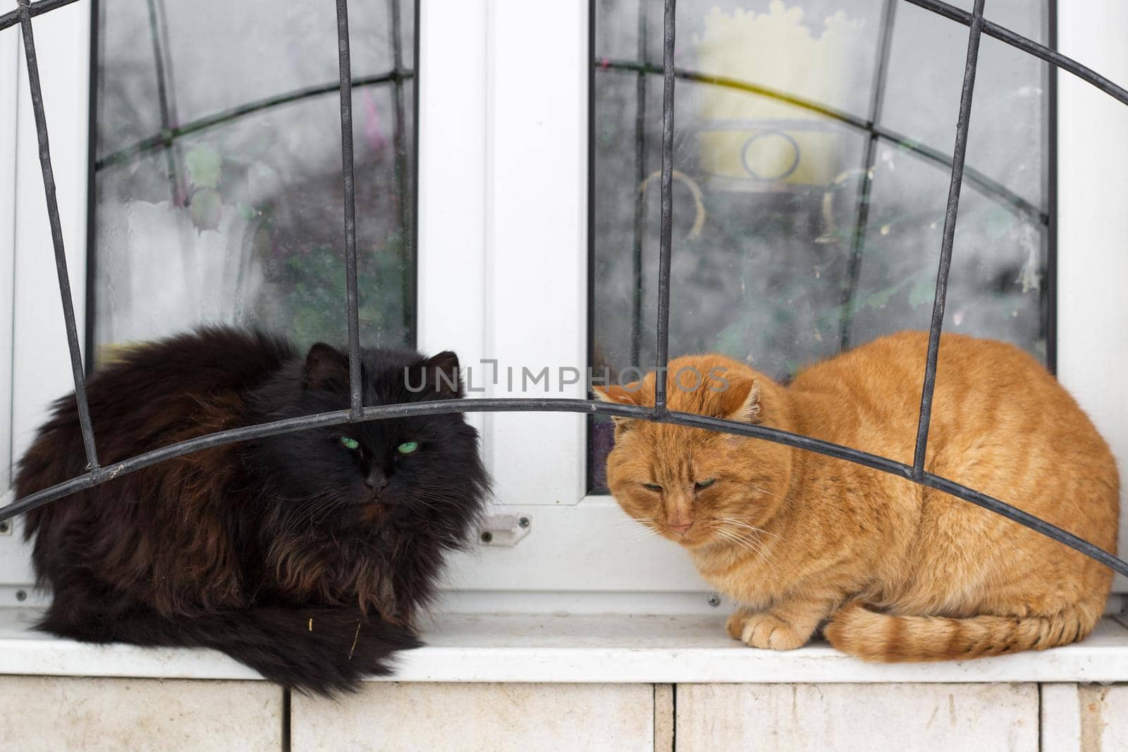 Close up of two black red cats sit on window by VeraVerano