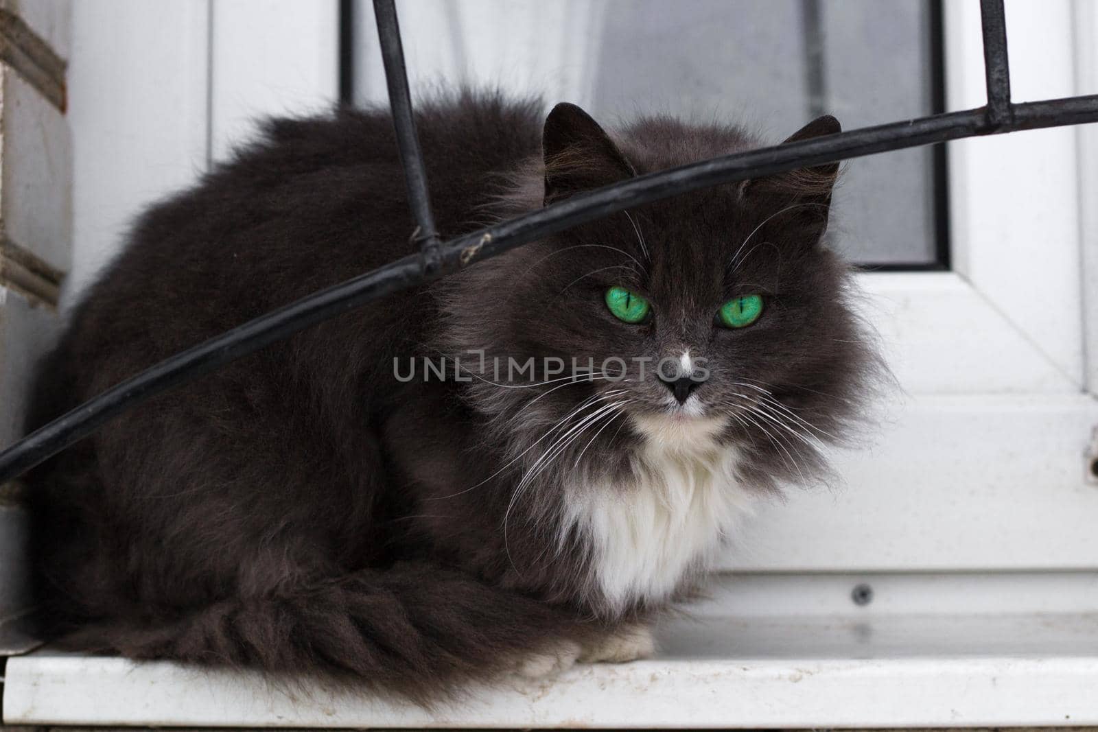 Close up of black furry cat with bright green eyes sits on window