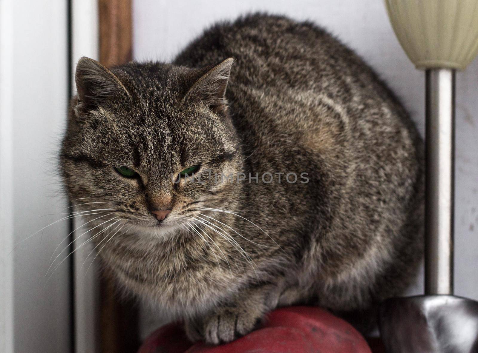 Close up of small striped furry cat with closed eyes sits sleeping by VeraVerano