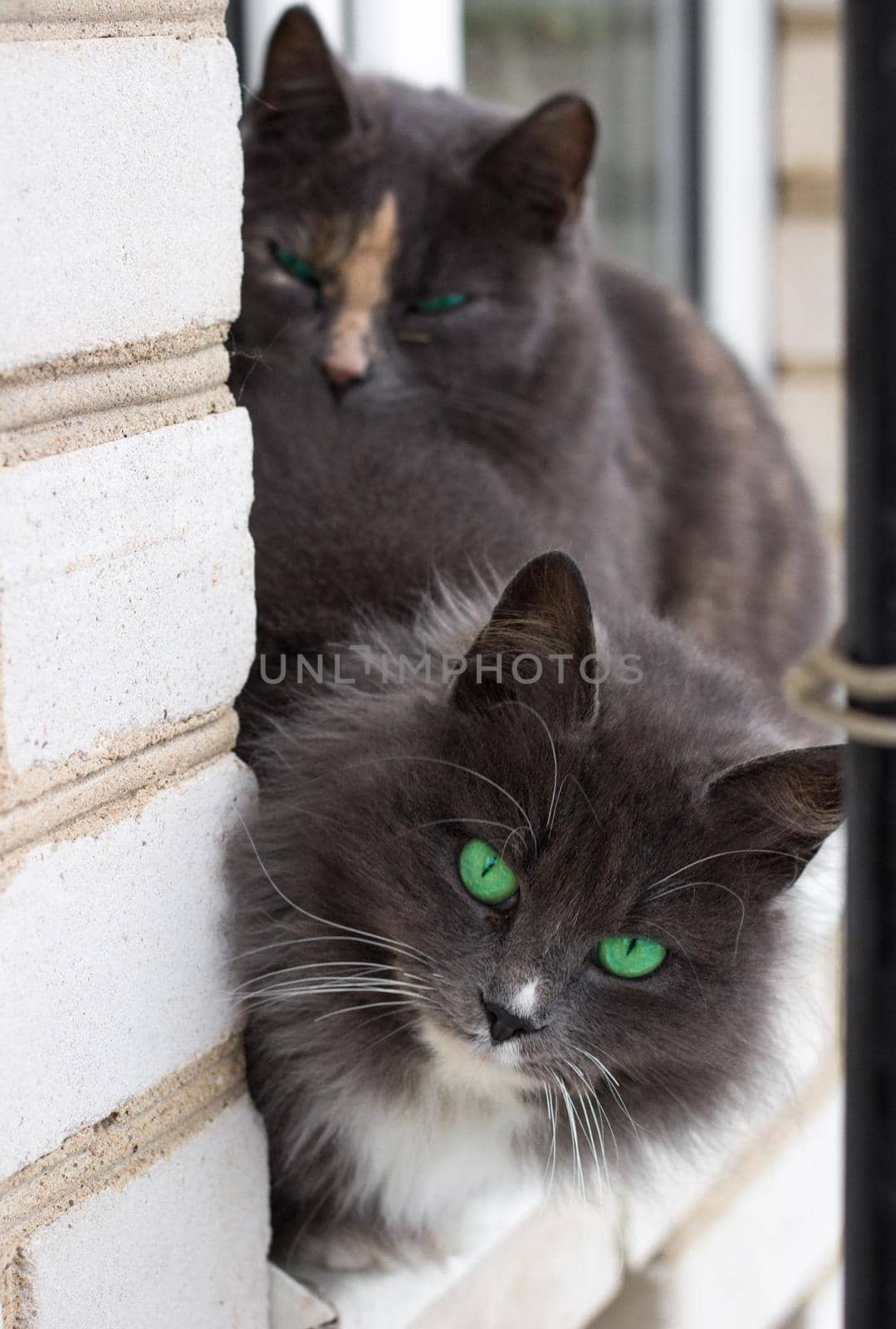 Close up of two gray furry cats with bright green eyes sitting on window