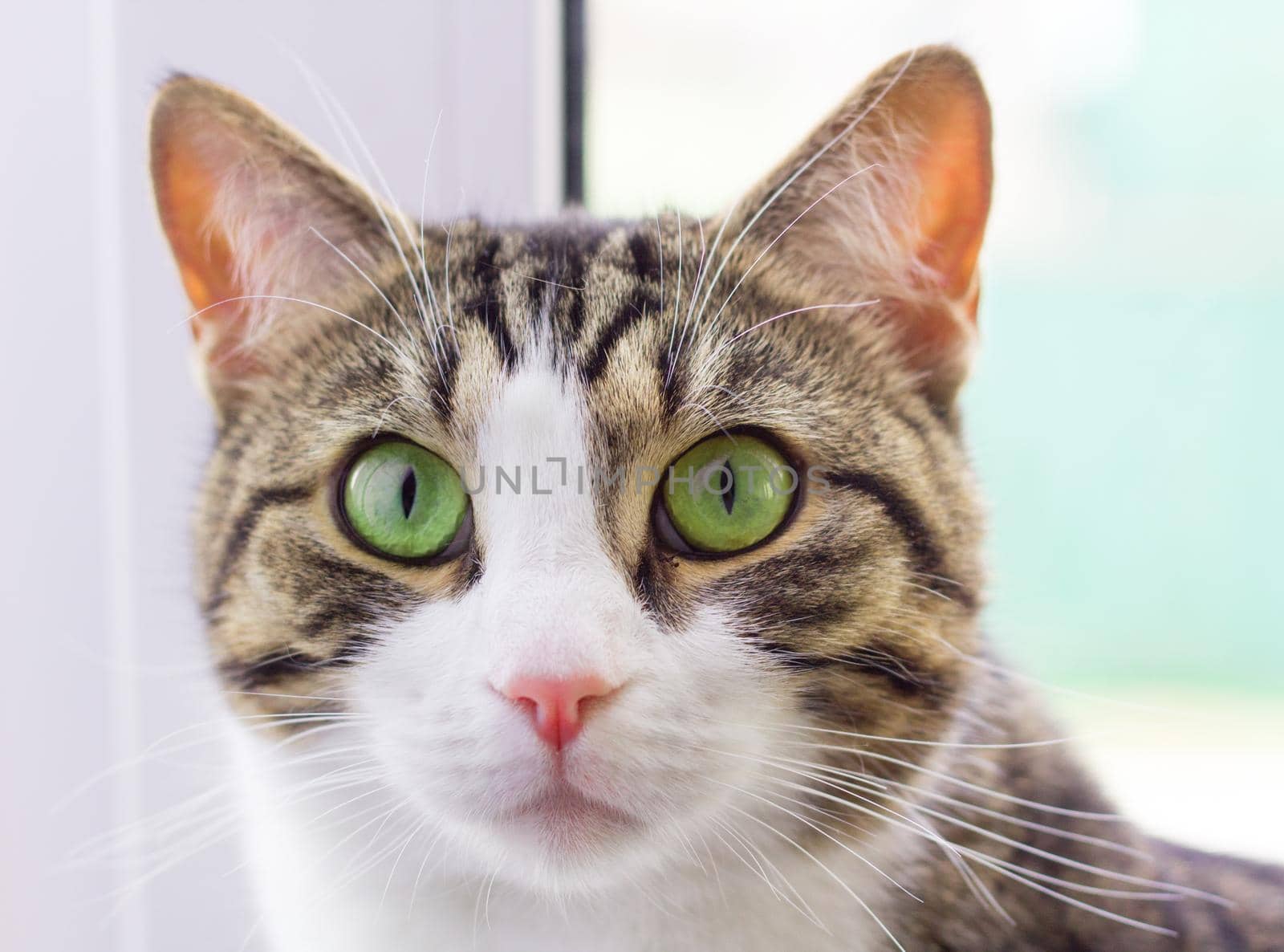 Portrait close-up of domestic pet cat with green eyes by VeraVerano