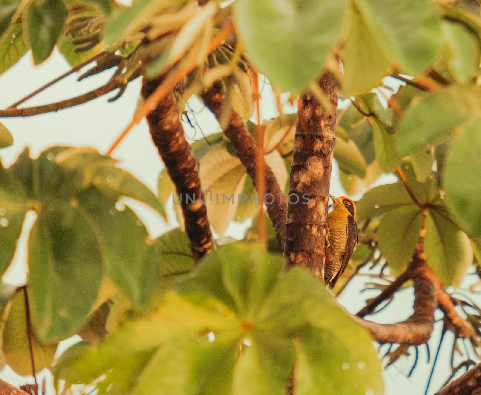 Beautiful photo of bird on the tree during the sunset - costa rica. High quality photo