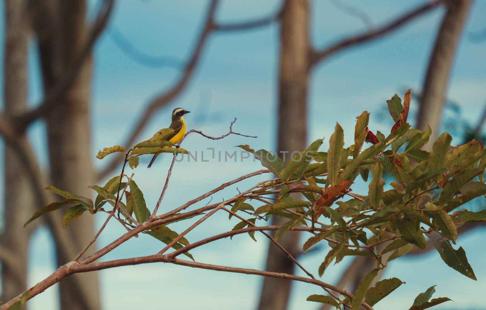 Beautiful photography of small bird sitting on the tree, blue sky in background. High quality photo