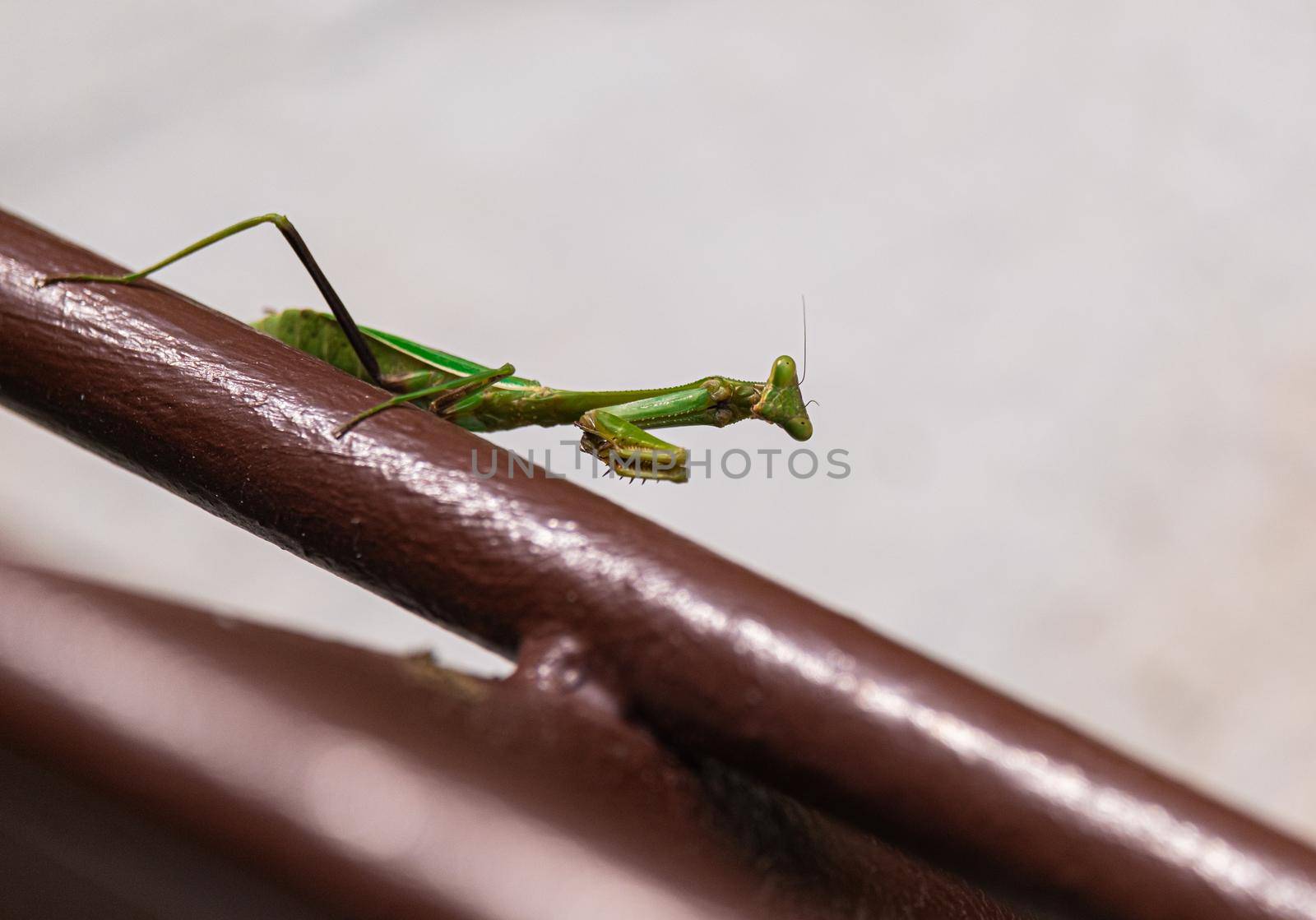 Photography of praying Mantis . High quality photo