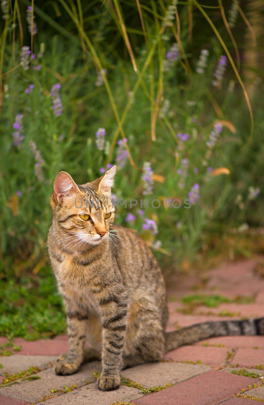 Gray cat with green eyes sitting cat near the house. Fluffy cat, beautiful pet animal. Outside wild cat. Cat in street by aprilphoto