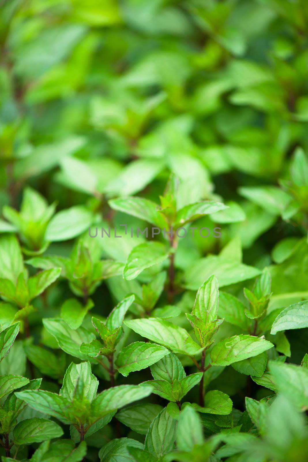 juicy summer greens. Mint plant grow at the vegetable garden by aprilphoto