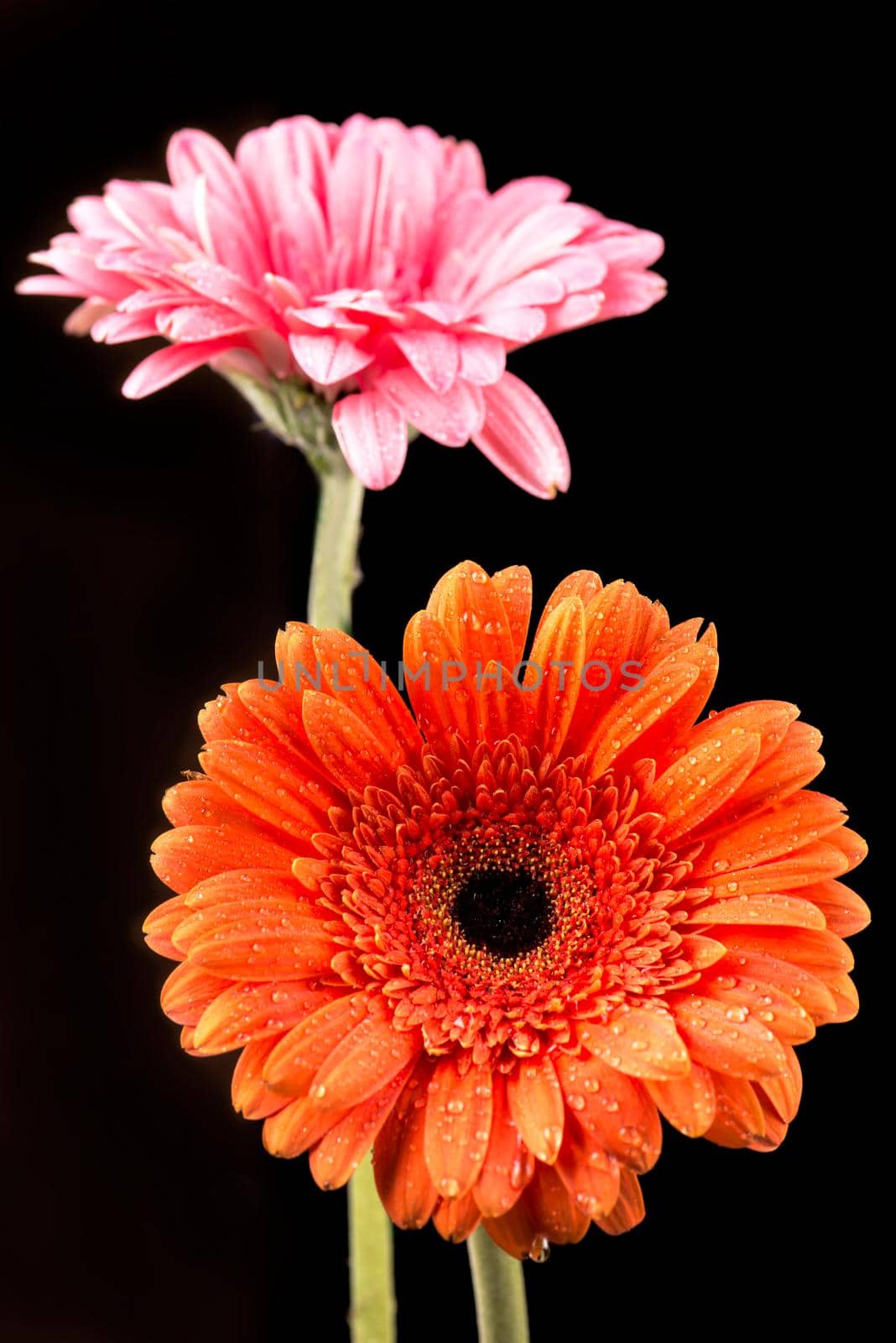 Gerbera with stem isolated on black background