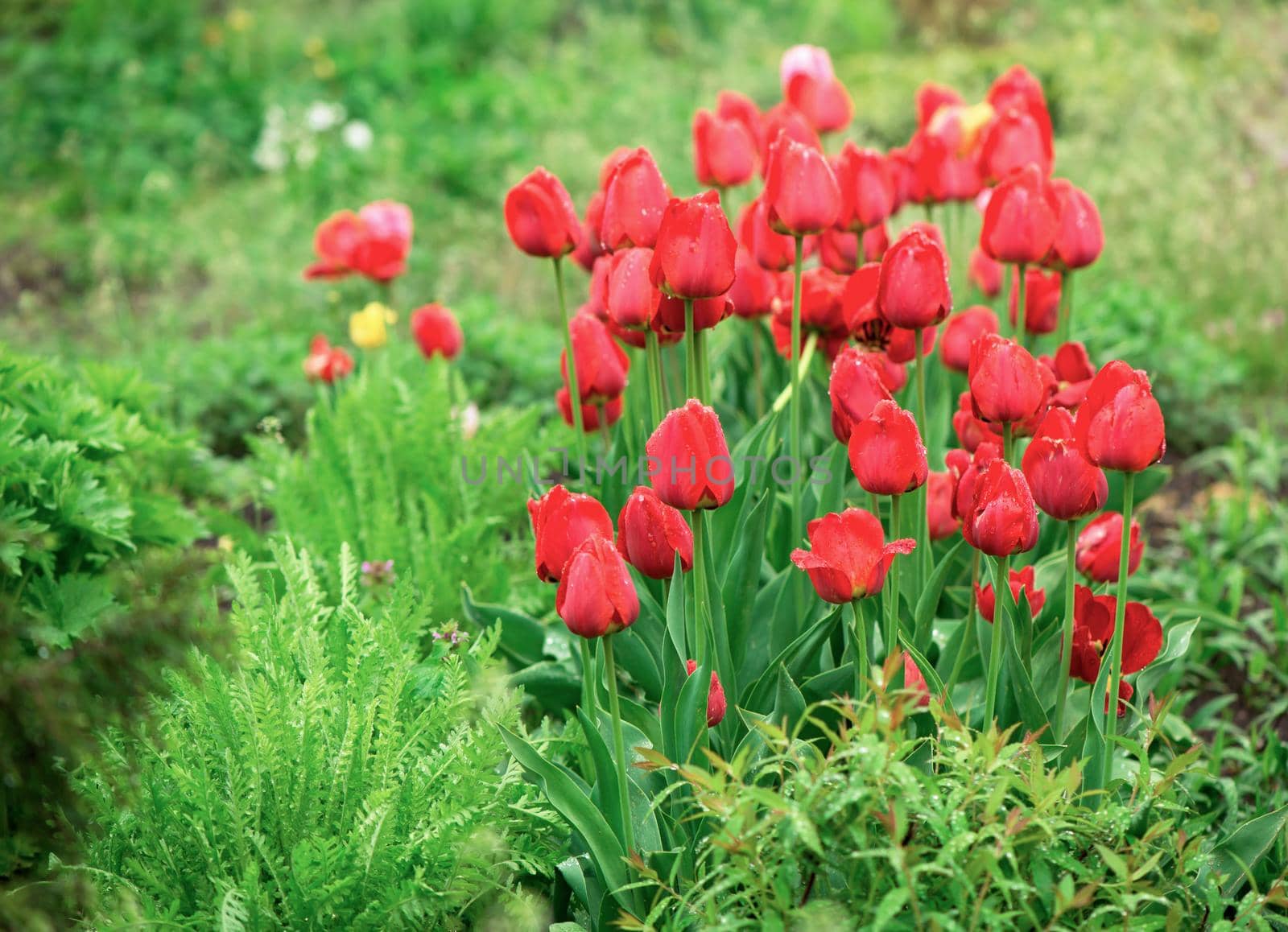 Tulips flowers on a blur background of nature. Spring background