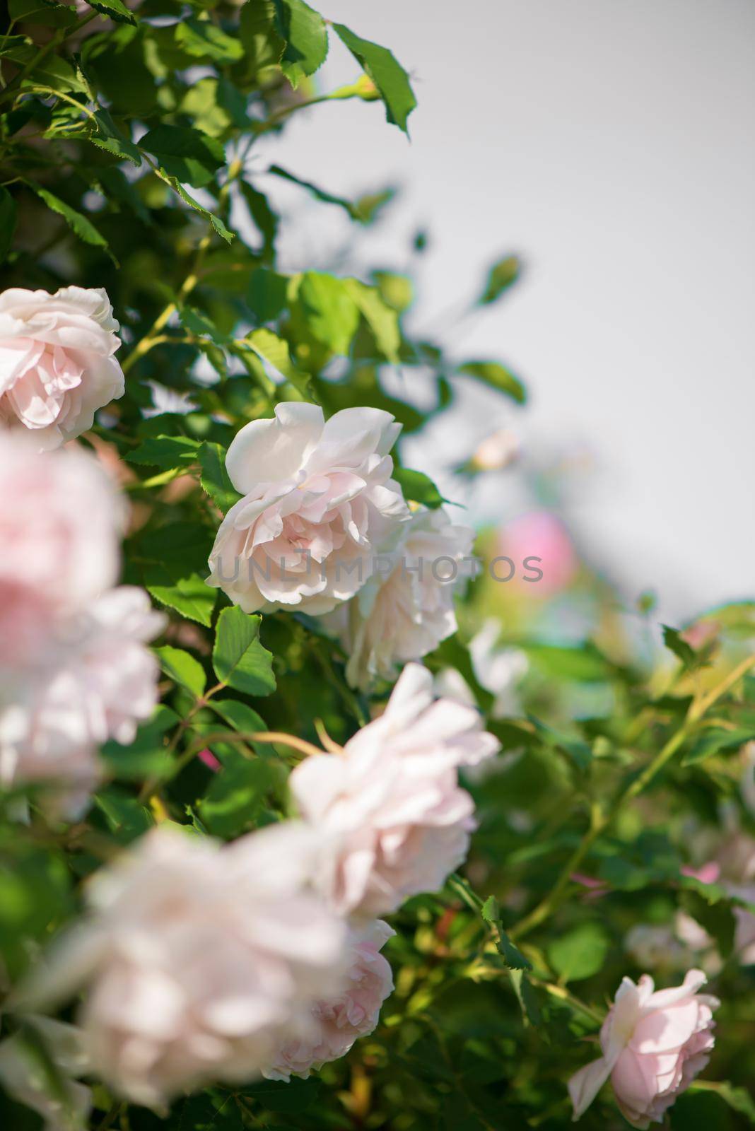 gently pink roses against blue sky. Rose Garden in the Prague by aprilphoto