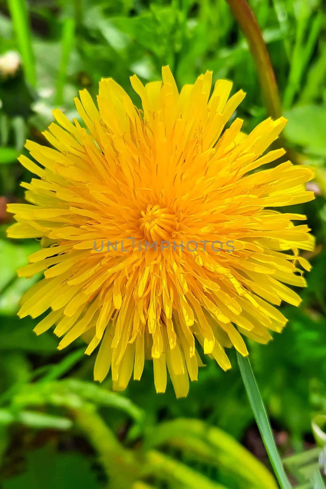 Yellow dandelion flower close-up in green grass