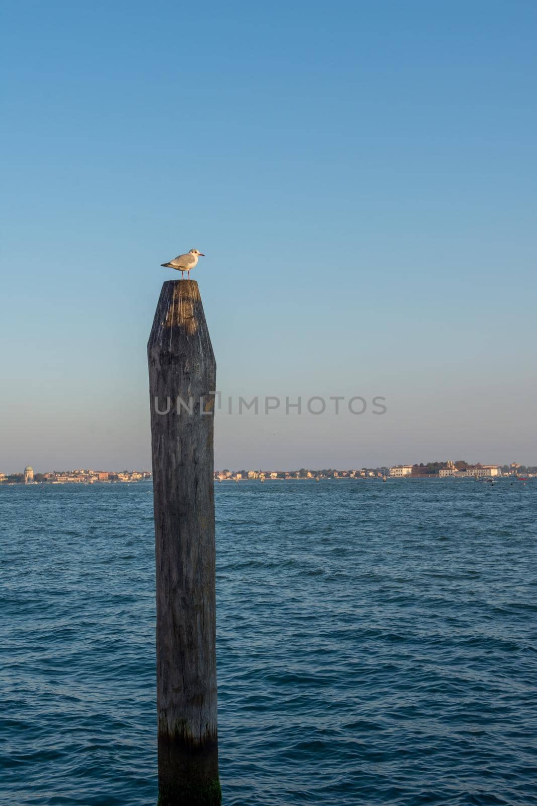 discovery of the city of Venice and its small canals and romantic alleys, Italy