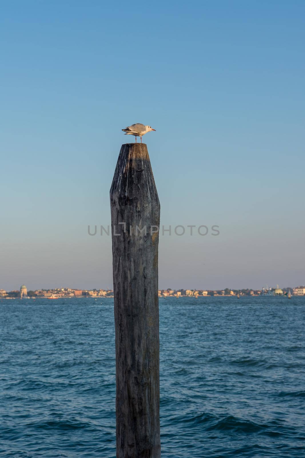 discovery of the city of Venice and its small canals and romantic alleys, Italy