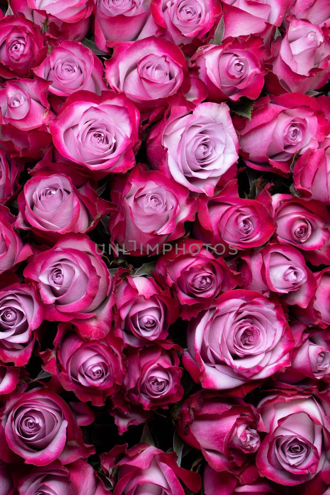 Pink rose flowers background with copy space for text