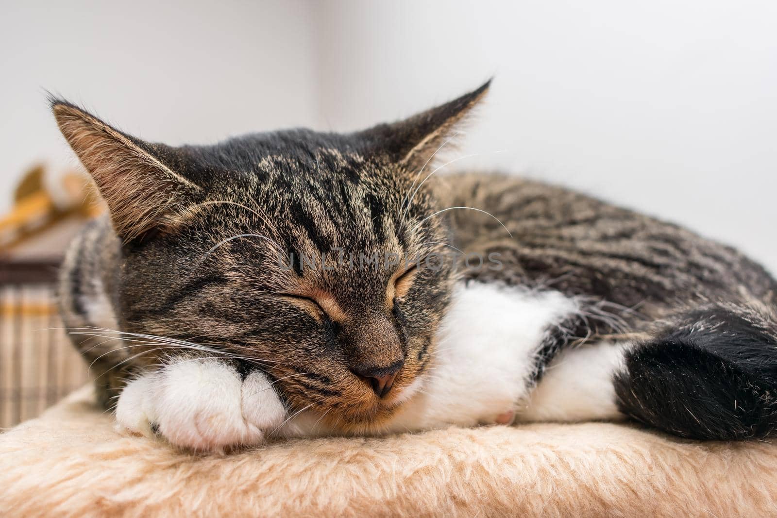 Tired beautiful gray cat sleeps on the rug in the room