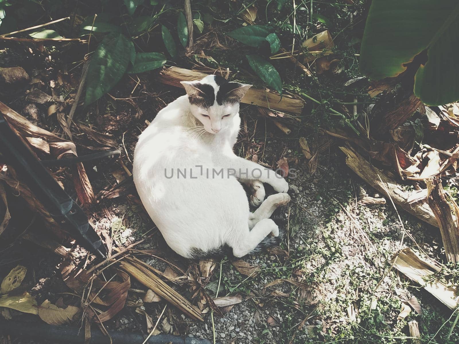 white cat resting sitting lying in garden