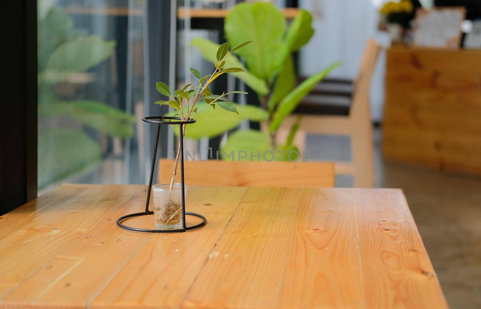 green plant leaves in glass pot decorating at cafe