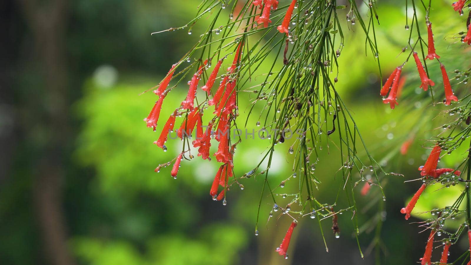 Beautiful red flower bud covered in rain drops close up. Water drop on red petals, macro. Tropical flower in the rain.