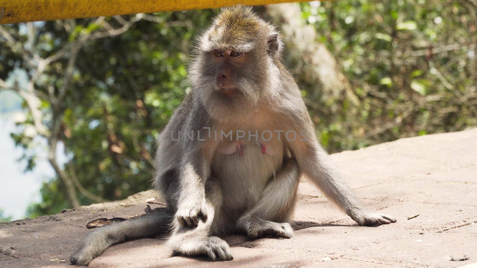Monkey macaque in the rain forest. Monkeys in the natural environment. Bali, Indonesia. Long-tailed macaques, Macaca fascicularis