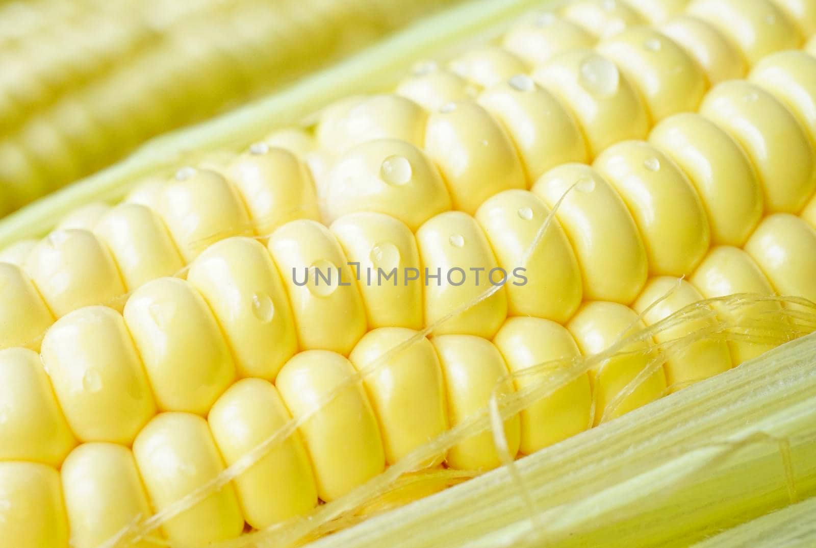 Ear of young corn with water drops close-up.