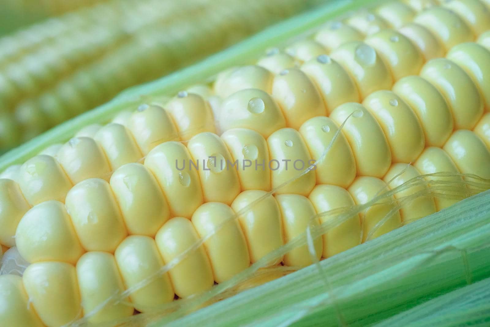 Natural background with young corn and water drops. For design and networking