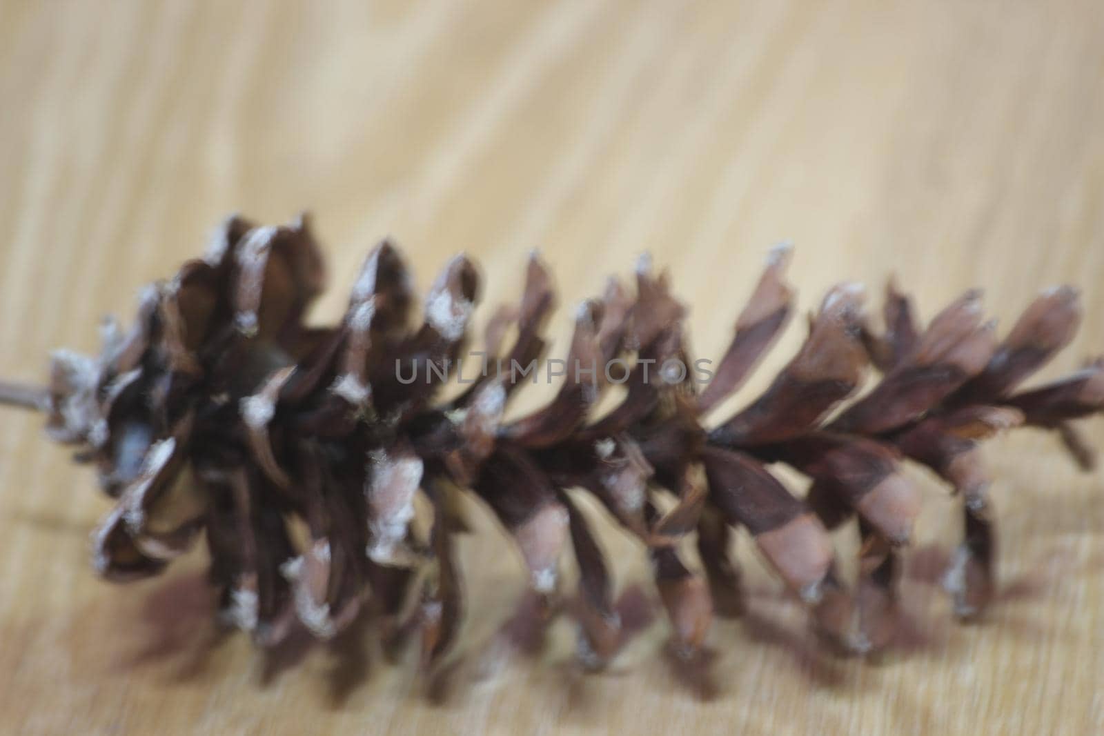Close-Up of pine cone on wooden floor background by Photochowk