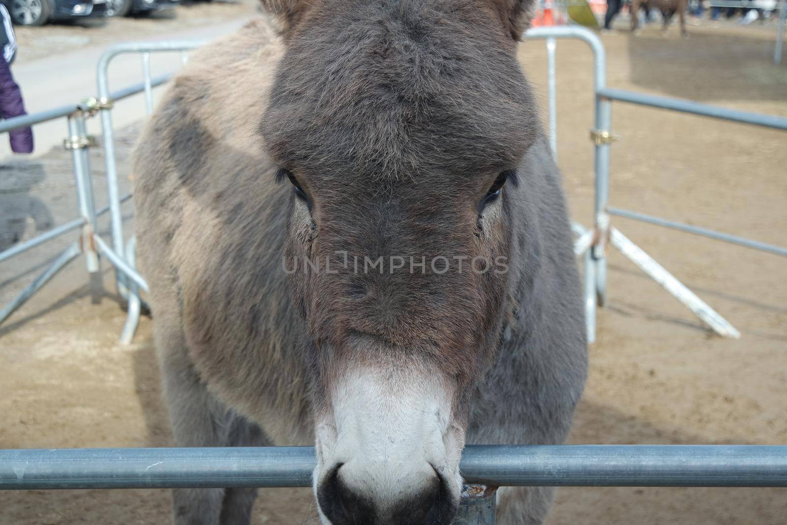 Brown donkey face with big eyes and large ears looking at camera standing inside a fence. Close-up on a donkey head profile in a natural environment in day time.