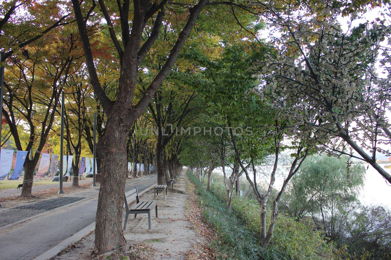 Paved pedestrian way or walk way with trees on sides for public walk. Suburban park with sidewalk along with trees on sideways