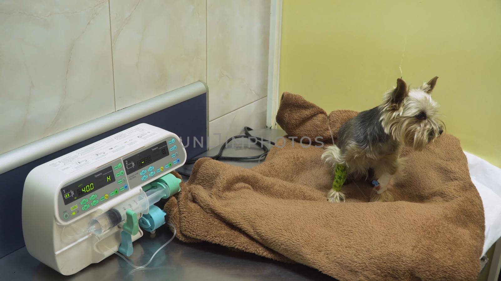 Dog with an intravenous infusion drip in a vet at the clinic. Dog with iv catheter, cannula in vein taking infusion. Syringe driver or syringe pump is a small infusion pump for intravenous injection. Infusion pump iv feeding.