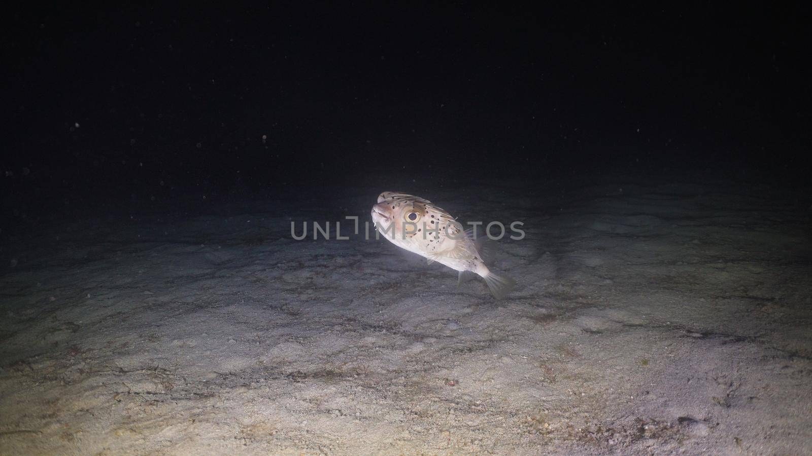 Tropical fish at night diving. Wonderful and beautiful underwater world. Philippines, Mindoro. Diving and snorkeling in the tropical sea. Travel concept.