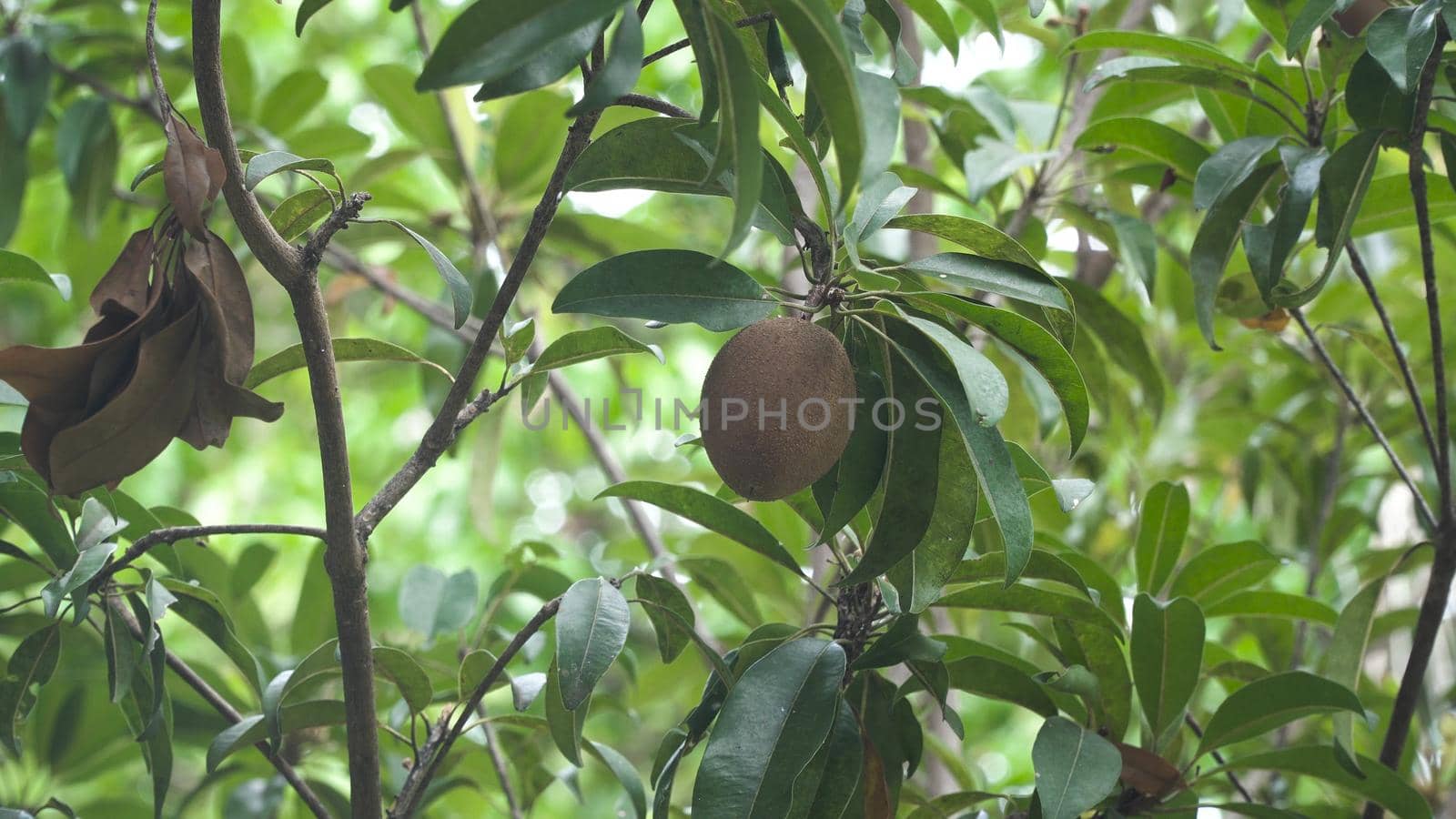 Kiwi fruit on a tree branch in tropical garden. Ripe fruits of kiwi plant organic cultivation.