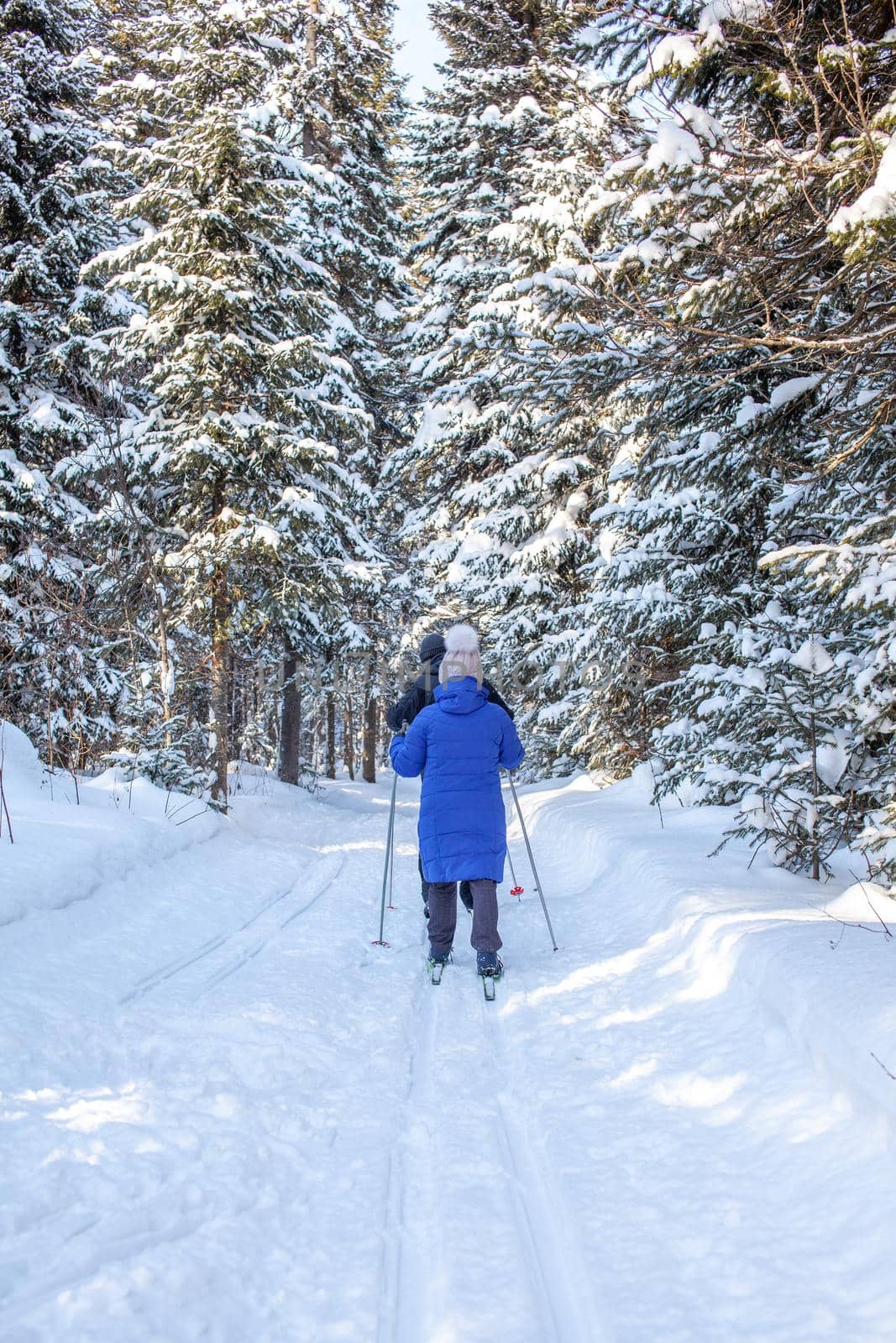 A girl in a blue jacket goes skiing in a snowy forest in winter. by AnatoliiFoto