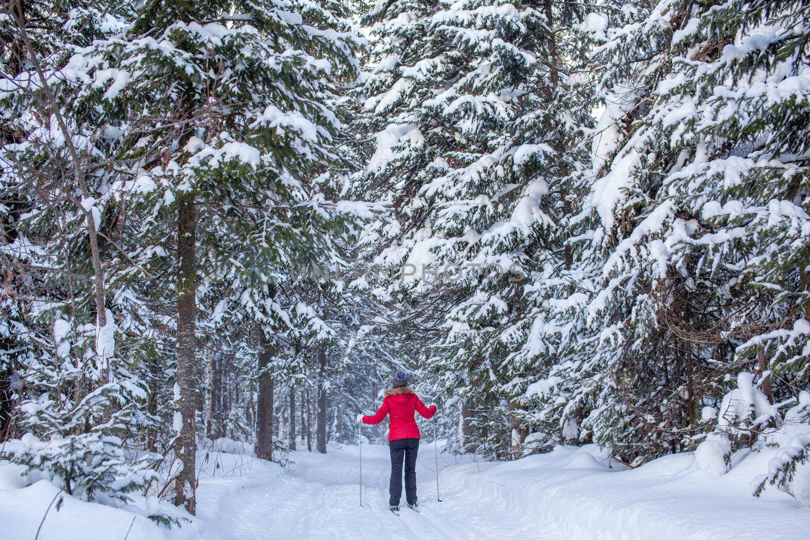 A girl in a red jacket goes skiing in a snowy forest in winter.  by AnatoliiFoto