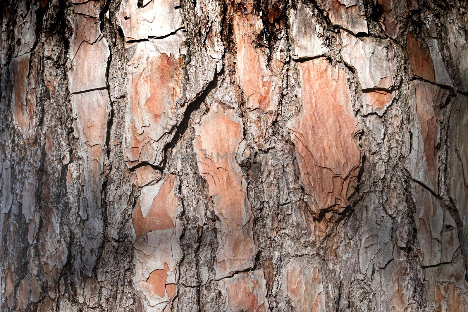 natural background made of a closeup of brown tree bark with wide grooves and spots of sunlight.