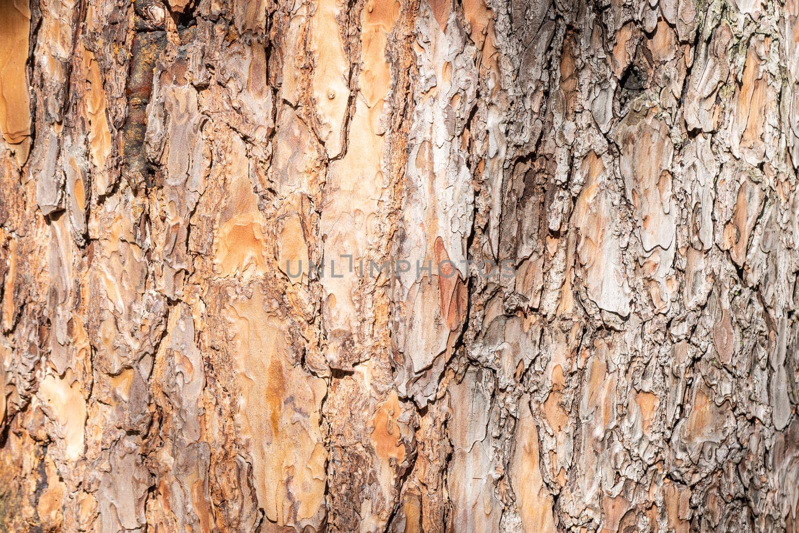 Natural background from the bark of a coniferous tree