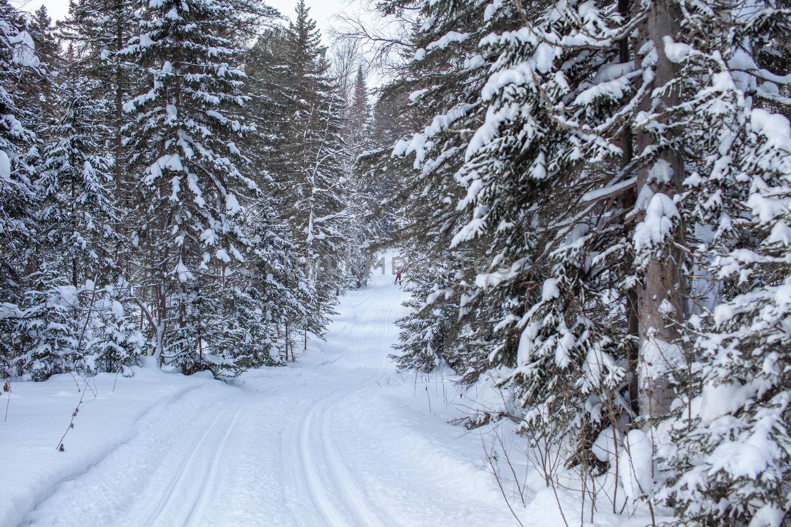 A walk through the winter forest. Snow trees and a cross-country ski trail. Beautiful and unusual roads and forest trails. Beautiful winter landscape.