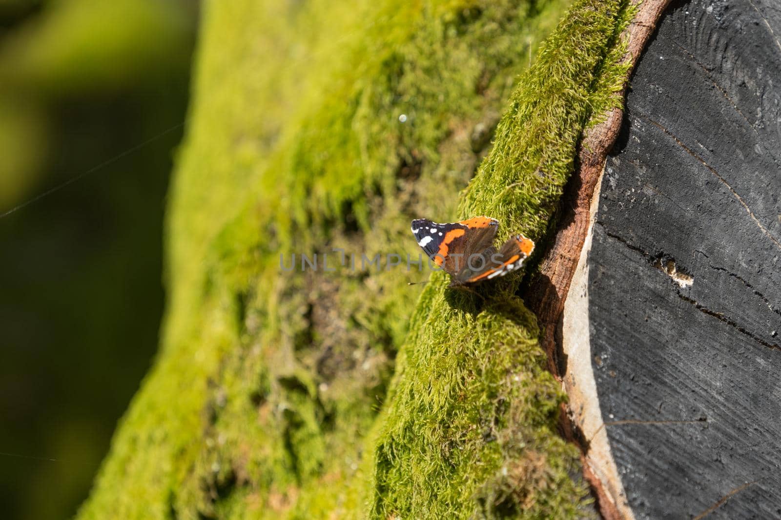Natural background: butterfly Admiral on a tree overgrown with green moss.