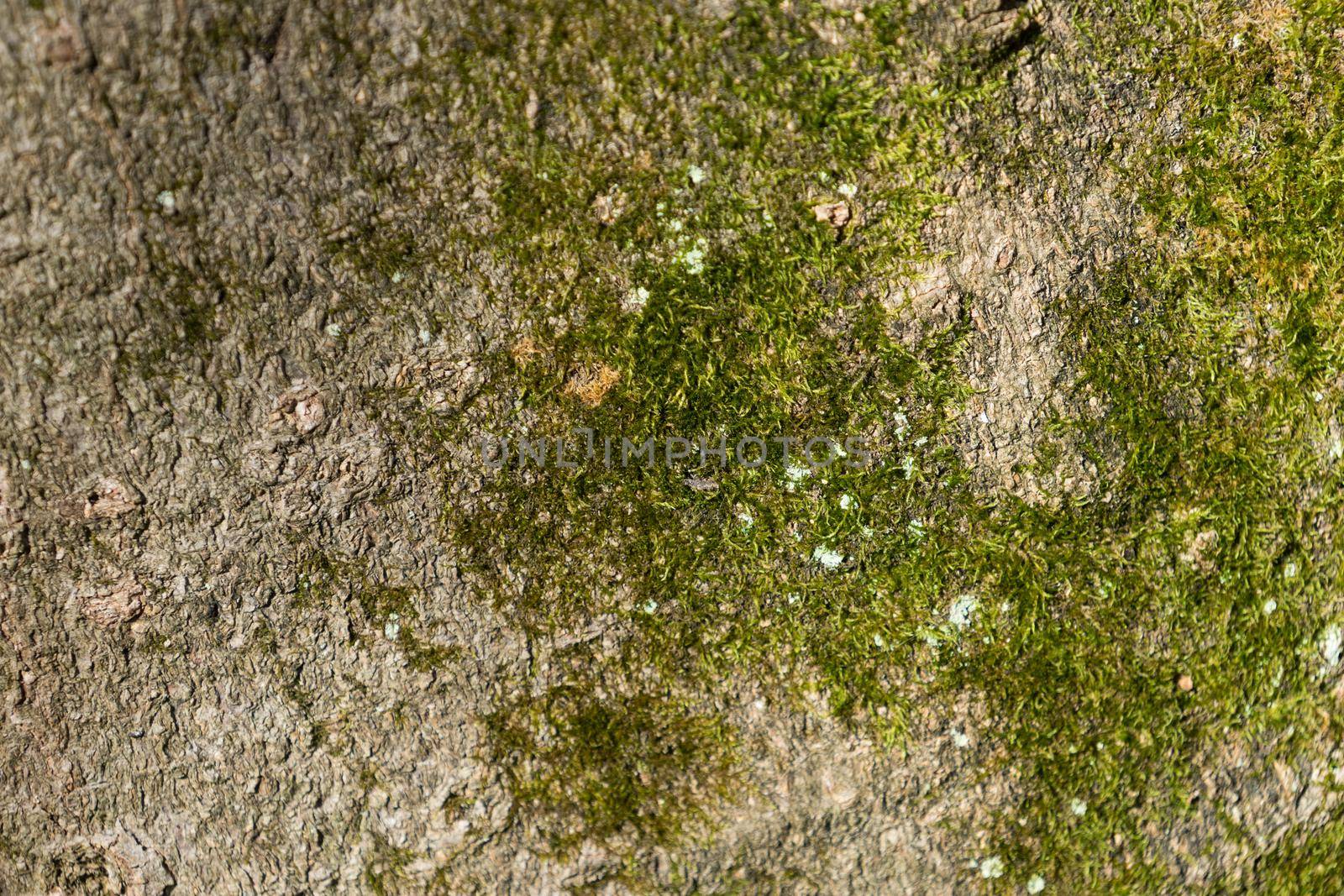 natural background of wood bark and moss. For design and networking