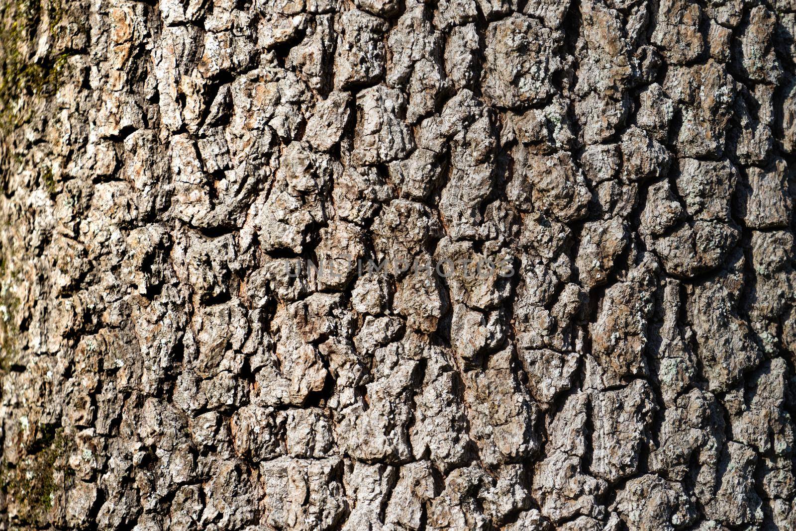 natural background made of a closeup of brown tree bark with wide grooves and spots of sunlight.