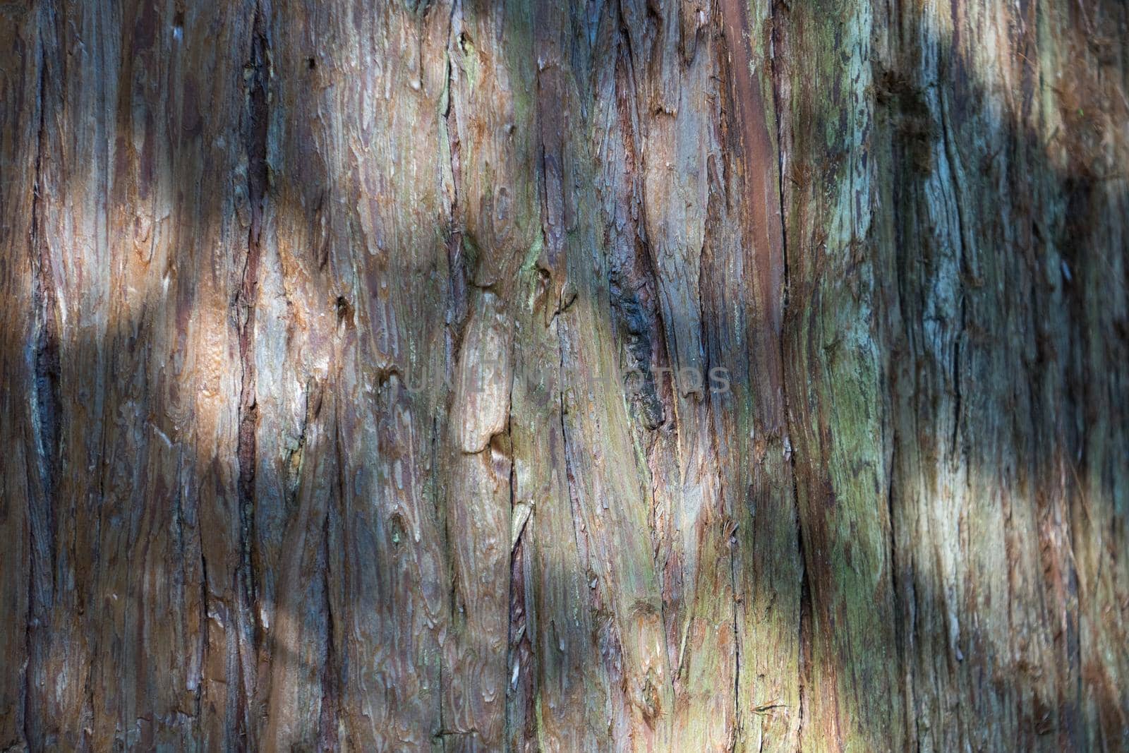 Natural background: coniferous tree ora illuminated by the sun